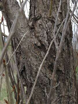 Sivun Populus nigra var. italica (Moench.) Koehne kuva