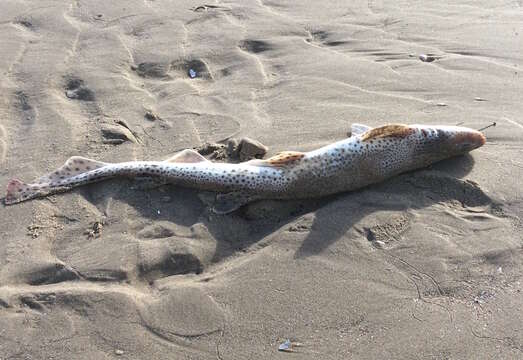 Image of Lesser Spotted Dogfish