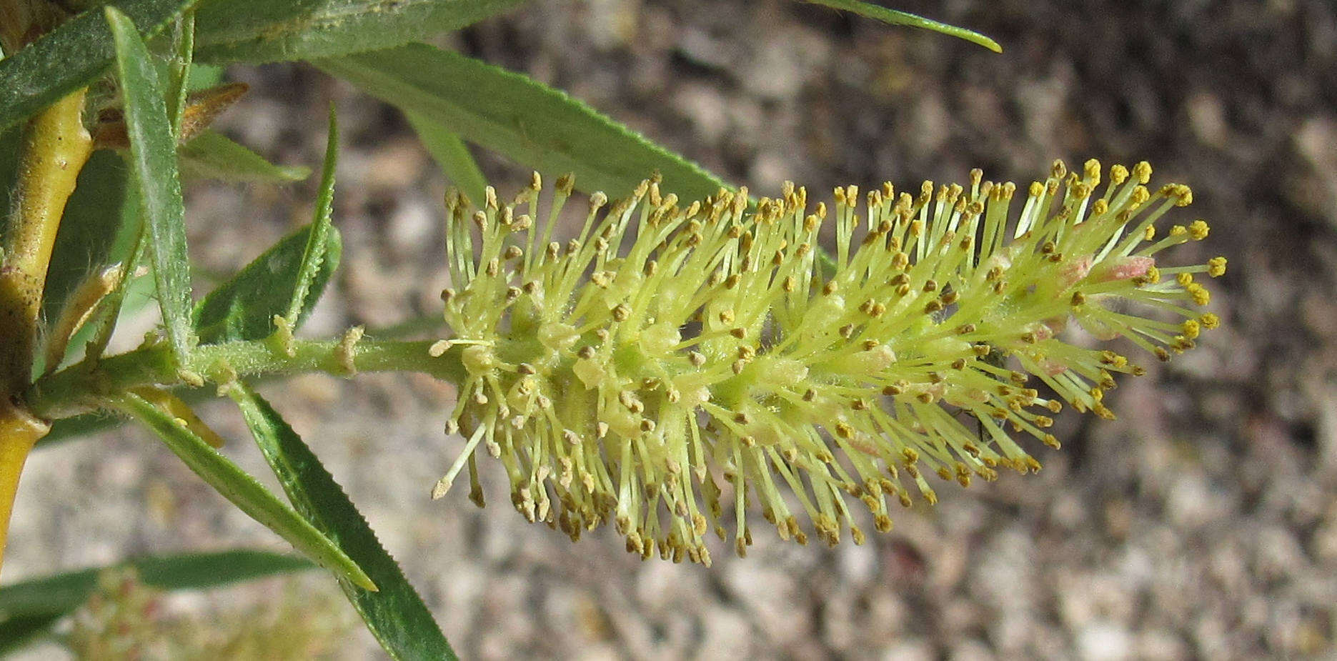 Image de Salix lucida subsp. caudata (Nutt.) G. W. Argus