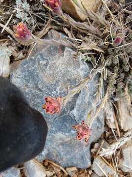 Image of ashgray Indian paintbrush