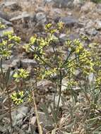 Plancia ëd Eriogonum brevicaule Nutt.