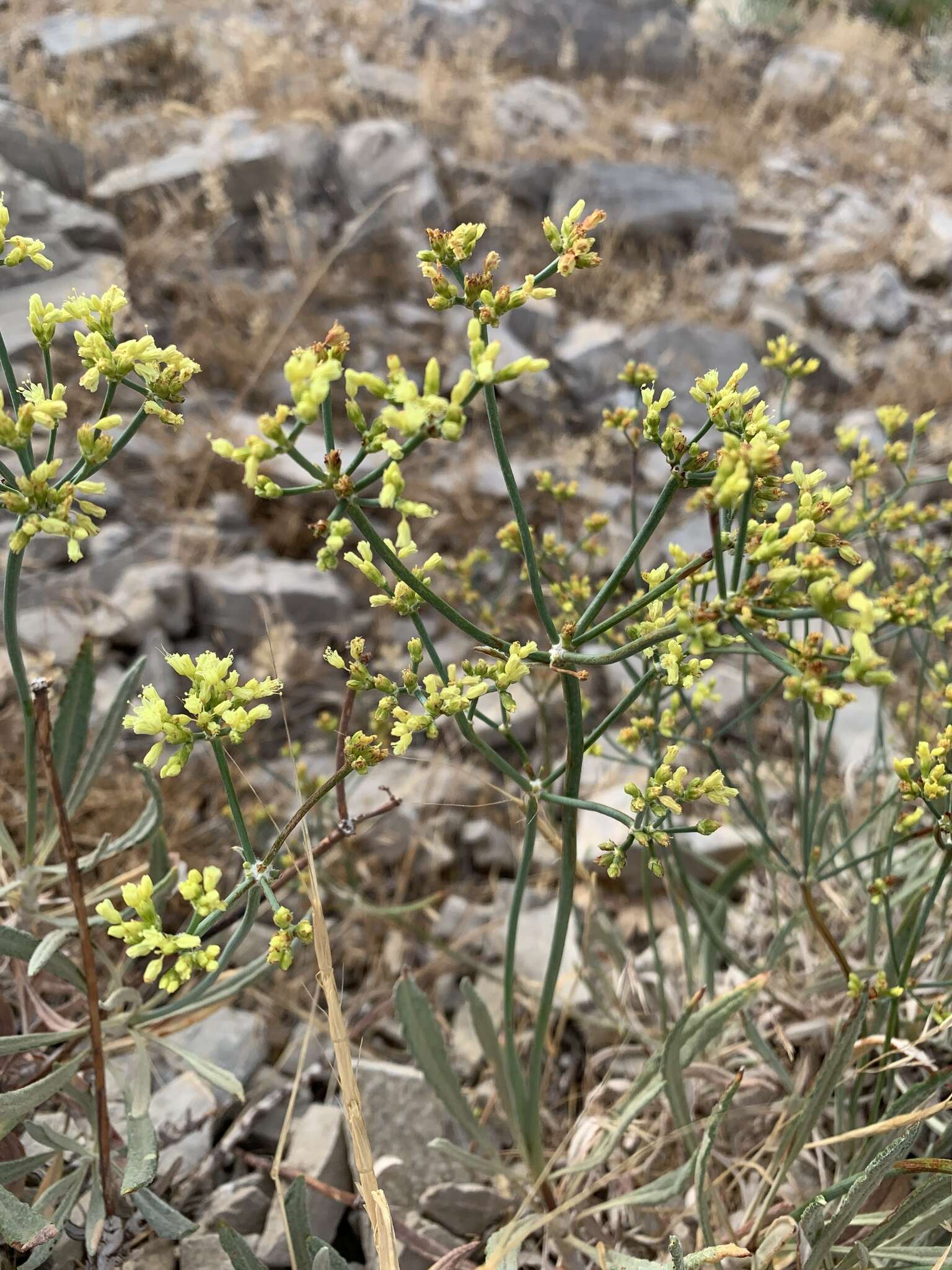 Plancia ëd Eriogonum brevicaule Nutt.