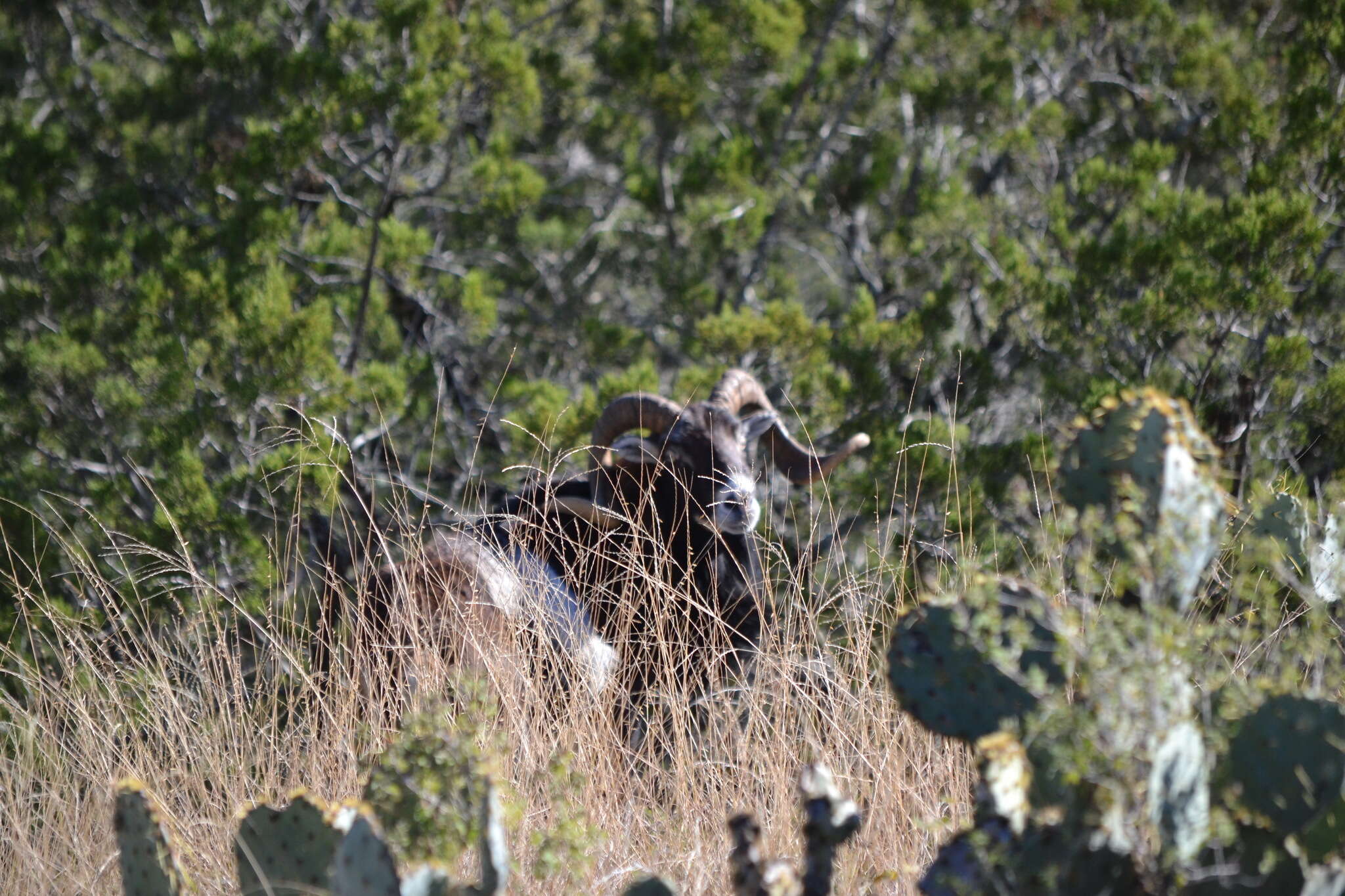 Image of Domestic Sheep