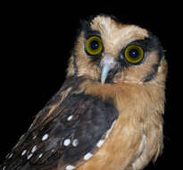 Image of Buff-fronted Owl