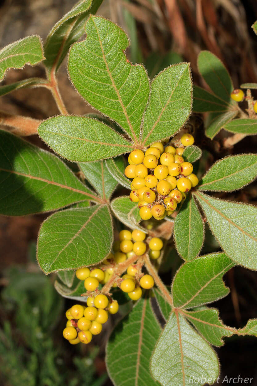 Searsia tumulicola var. meeuseana (R. Fern. & A. Fern.) Moffett resmi