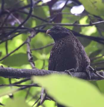 Image of Spotted Wood Quail