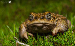 Image of Rhinella spinulosa (Wiegmann 1834)