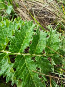 Image of Cynara tournefortii Boiss. & Reut.