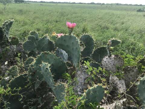 Opuntia gomei resmi