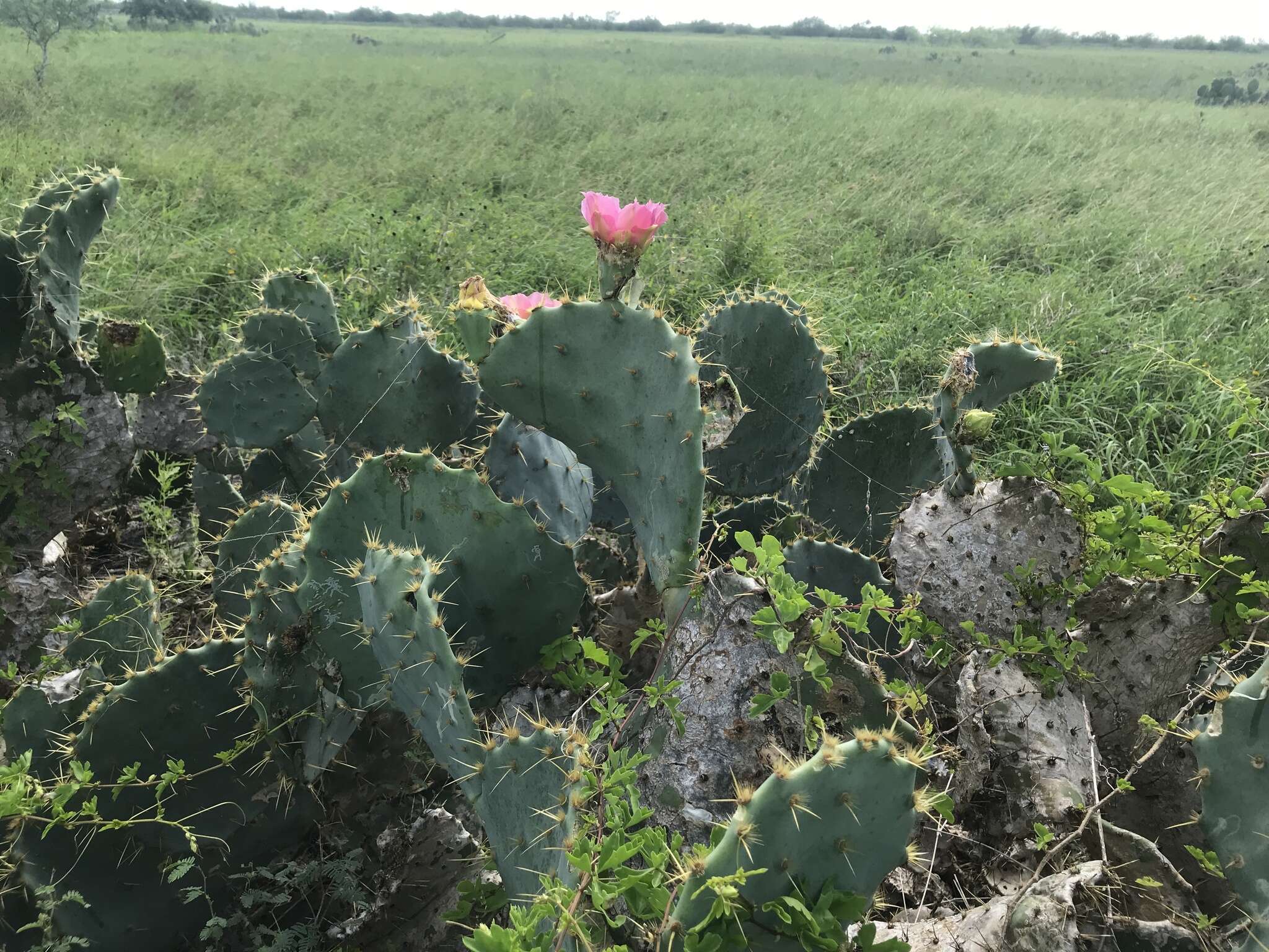 Opuntia gomei的圖片