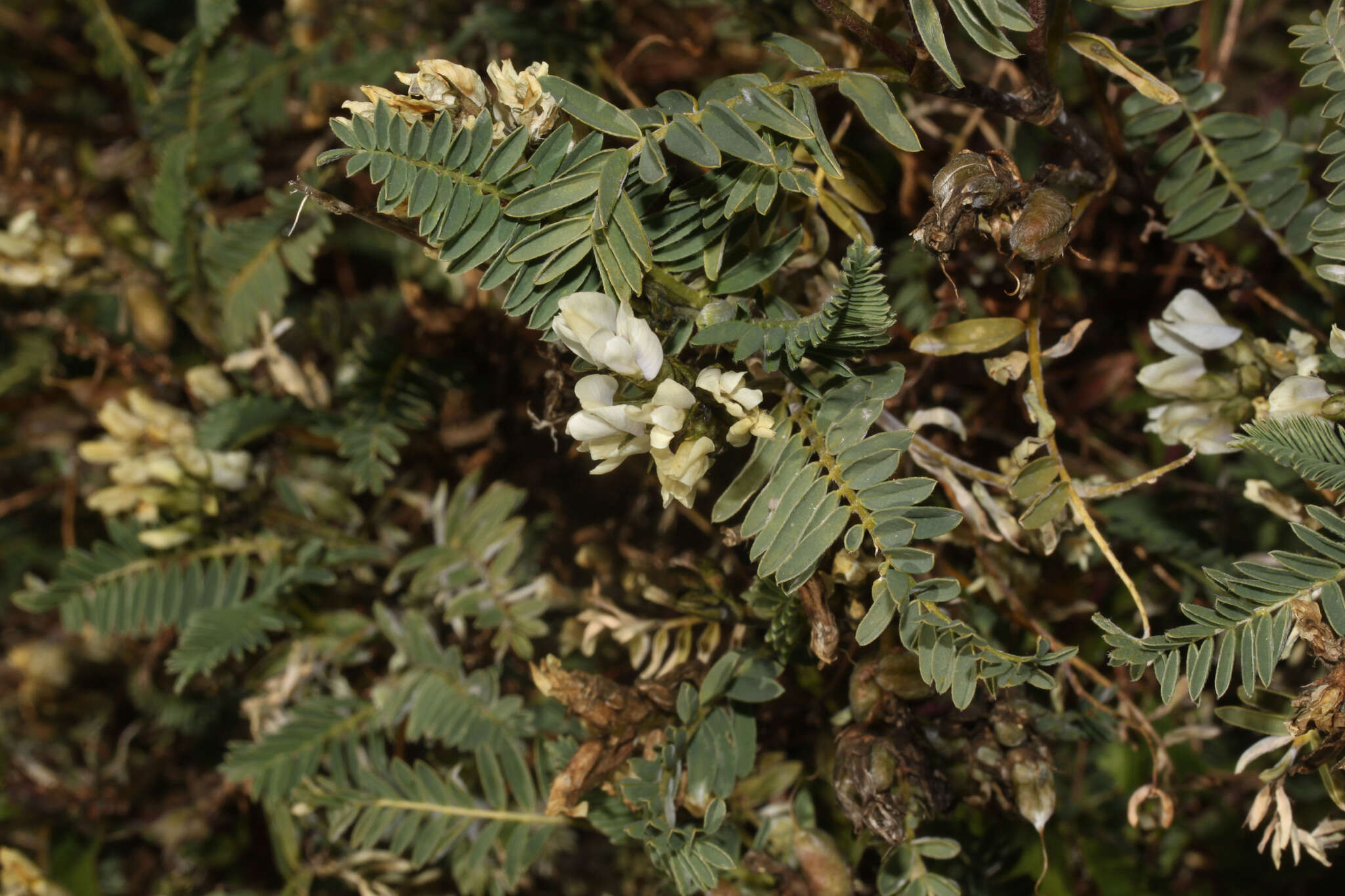 Image of Astragalus garbancillo Cav.