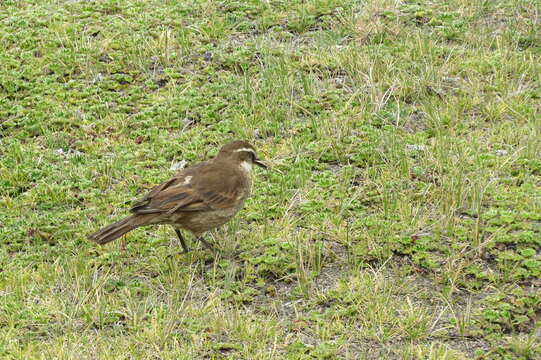 Image of Stout-billed Cinclodes