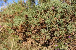 Imagem de Genista tridentata L.