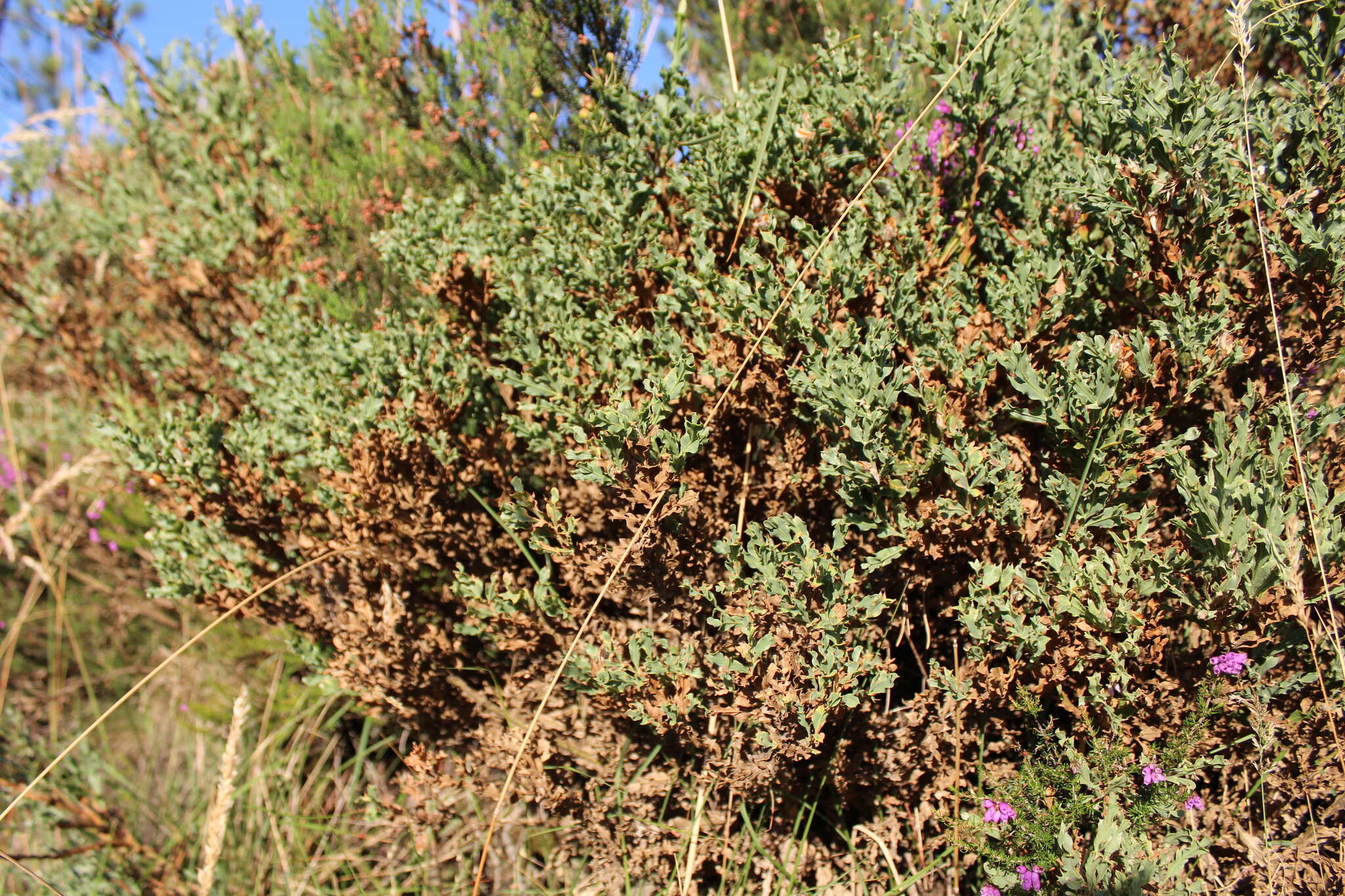 Genista tridentata L.的圖片