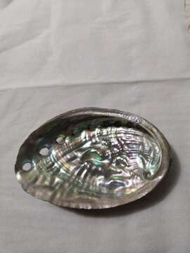 Image of Japanese abalone