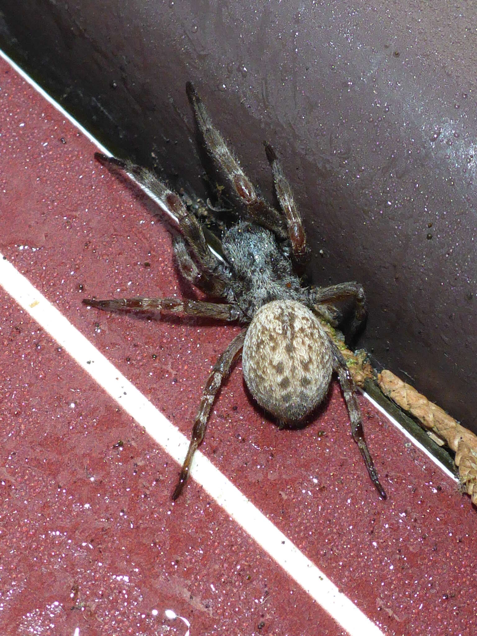 Image of Desid spider