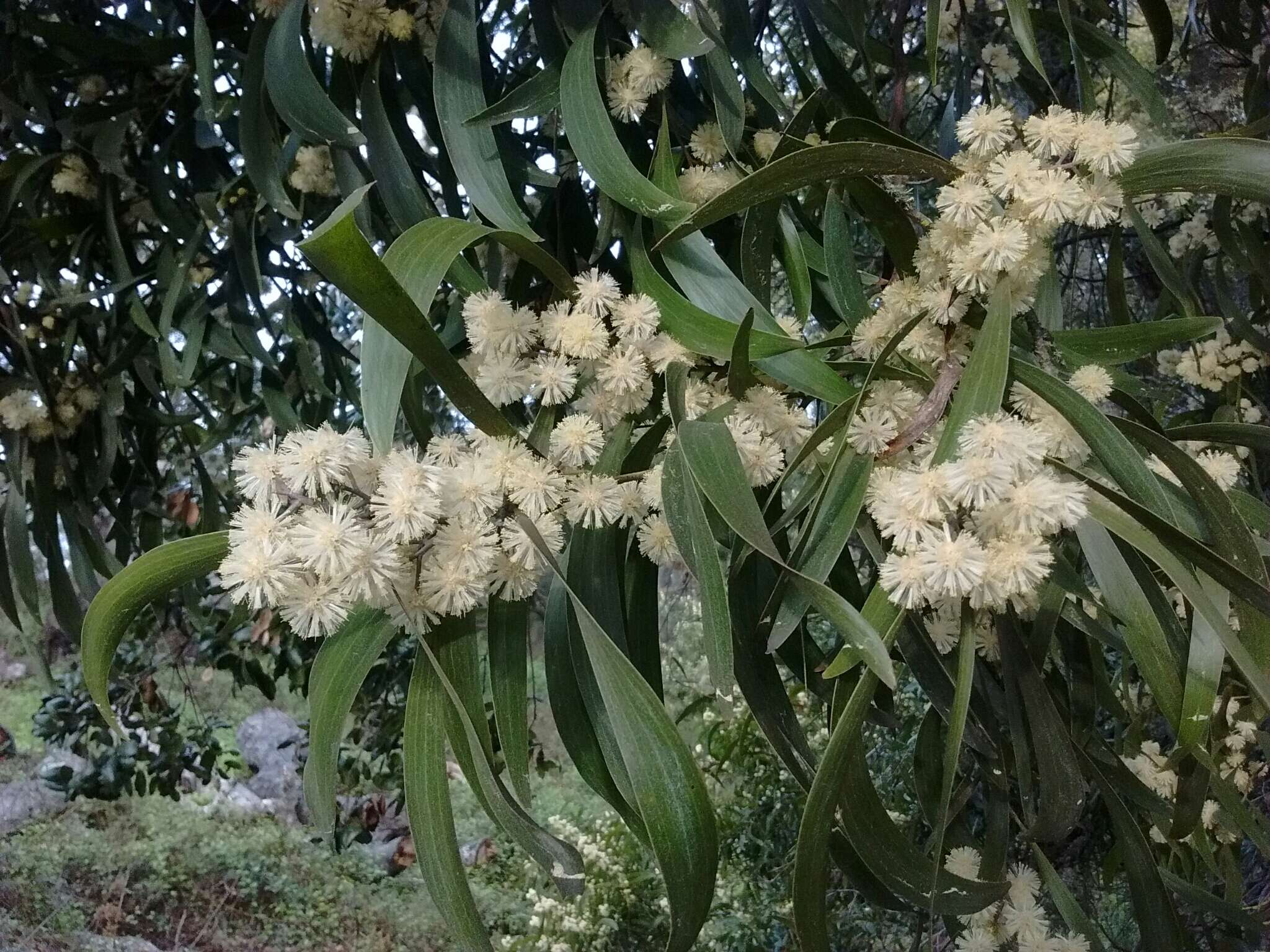 Sivun Acacia melanoxylon R. Br. kuva