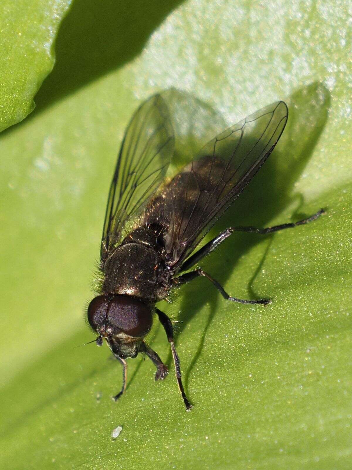 Image of Cheilosia fasciata (Schiner & Egger 1853)