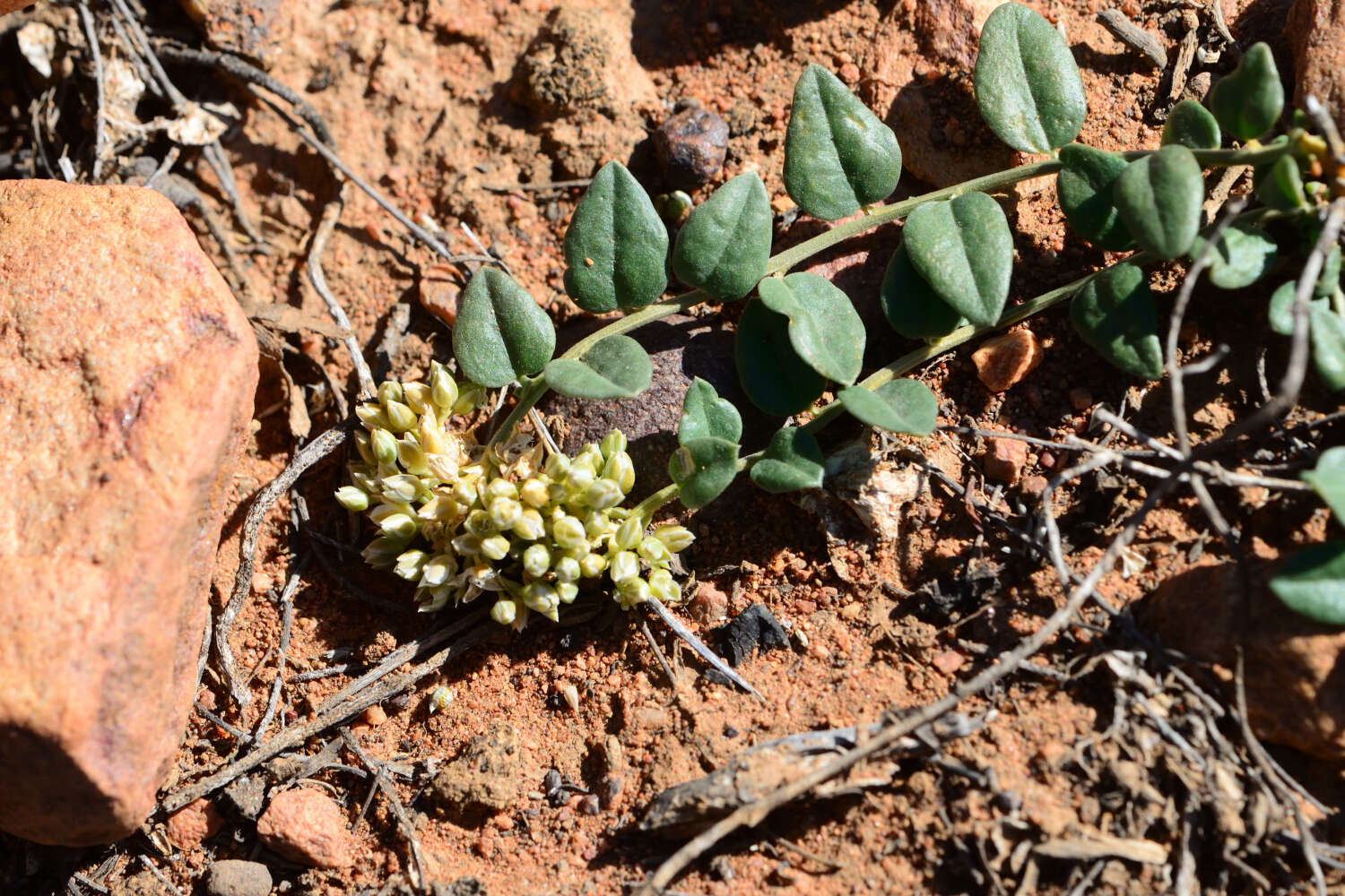 Image of Limeum telephioides E. Mey. ex Fenzl