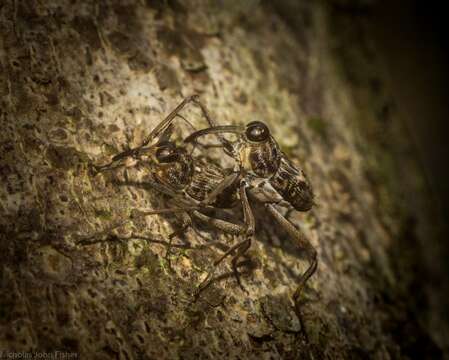 Plancia ëd Mecopus rufipes Heller 1893