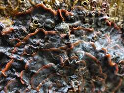 Image of Red ripple bryozoan