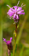 Image of Ontario blazing star