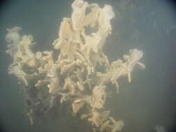 Image of Cloud sponge