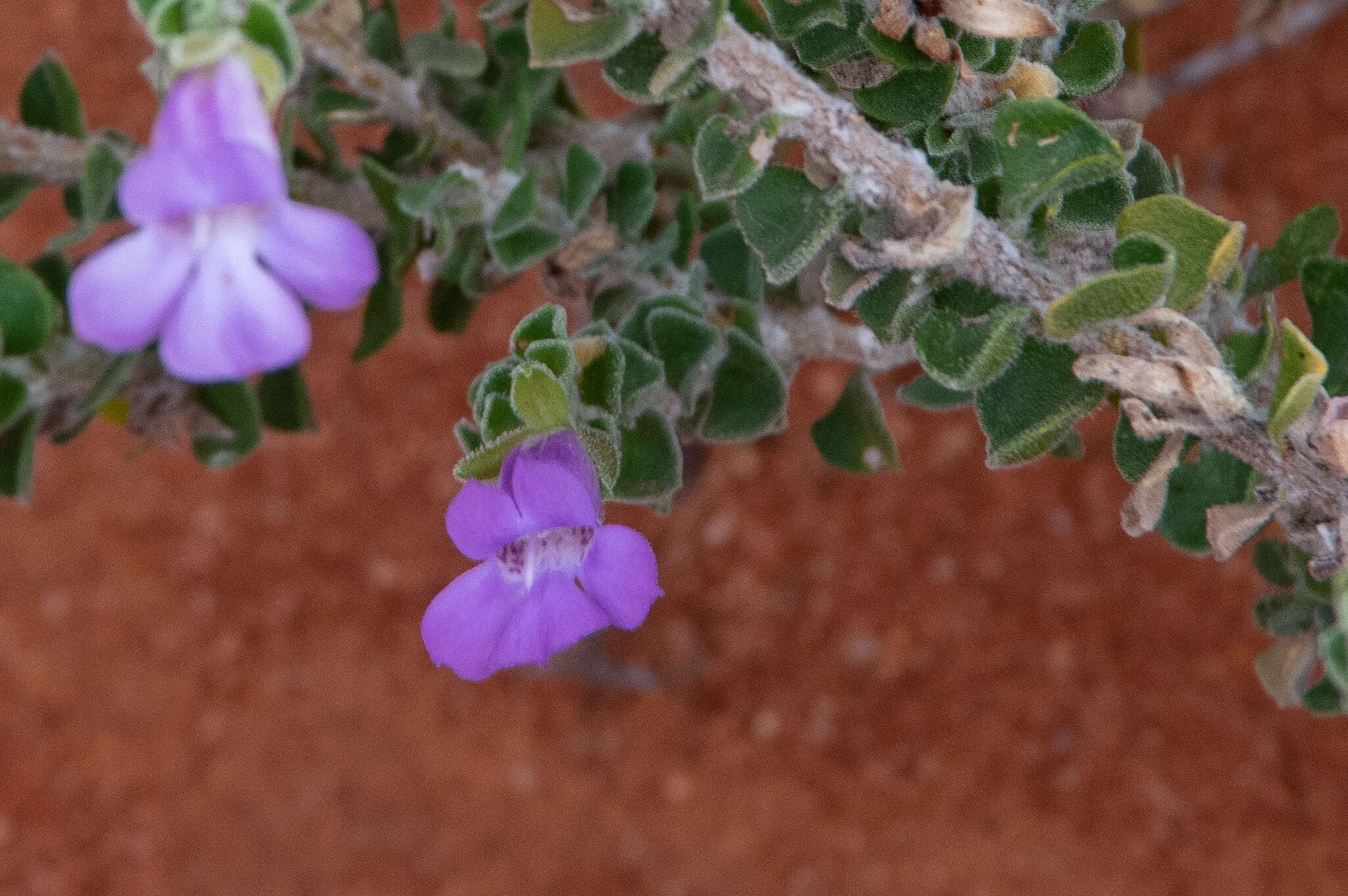 Imagem de Eremophila obovata L. S. Smith