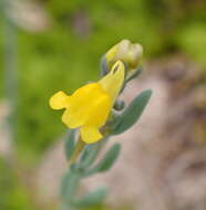 Слика од Linaria munbyana Boiss. & Reuter