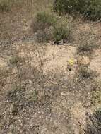 Image of goldenbowl mariposa lily