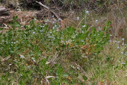 Image of Scaevola crassifolia Labill.