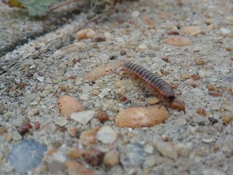 Image of Pleuroloma pinicola Shelley 1980