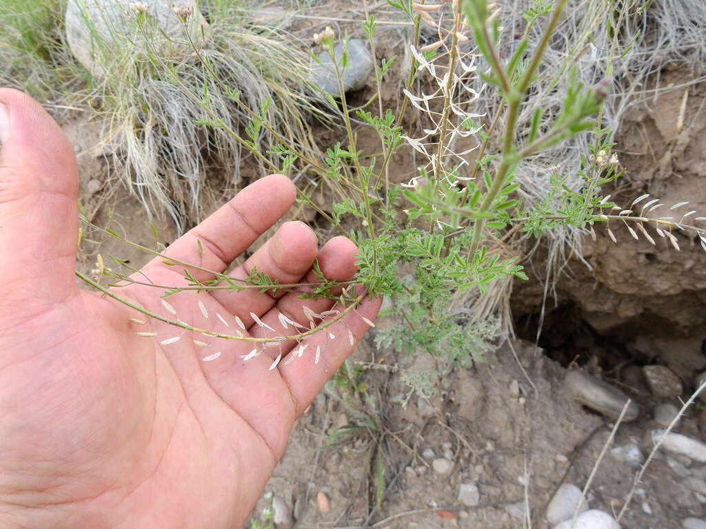 Image of Descurainia erodiifolia (Phil.) Prantl ex Reiche