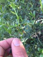 Teucrium bicolor Sm. resmi