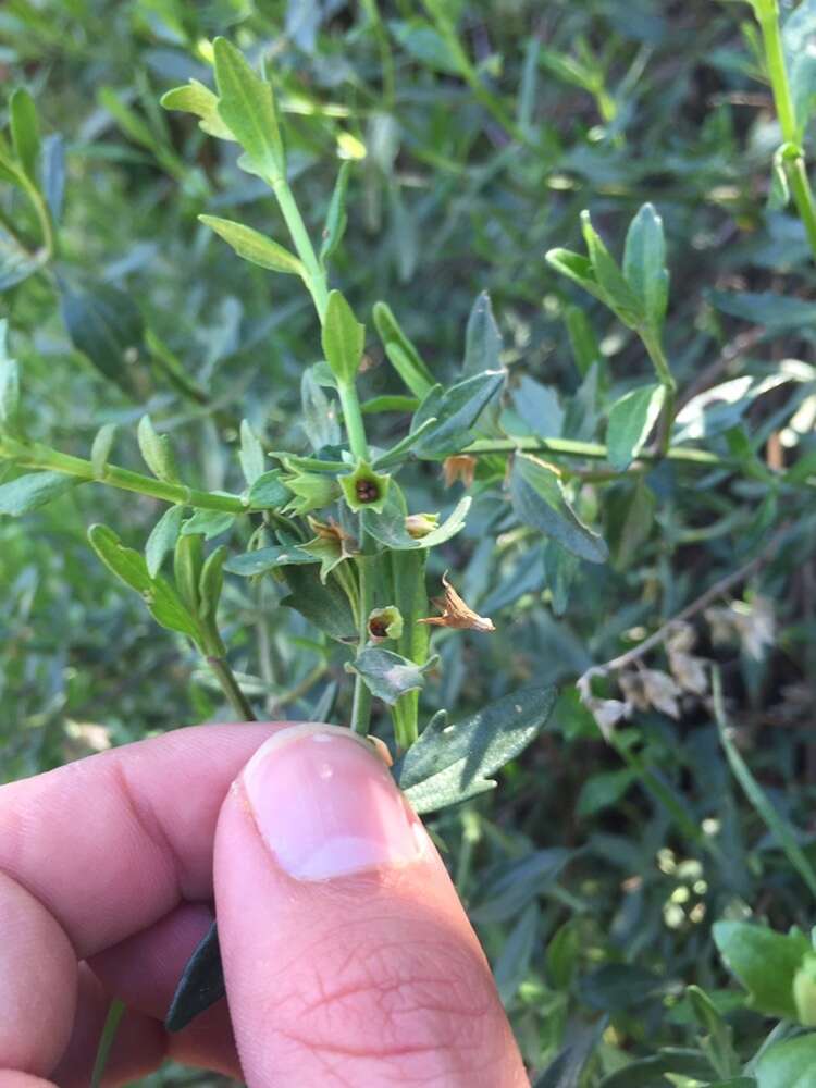 Image of Teucrium bicolor Sm.