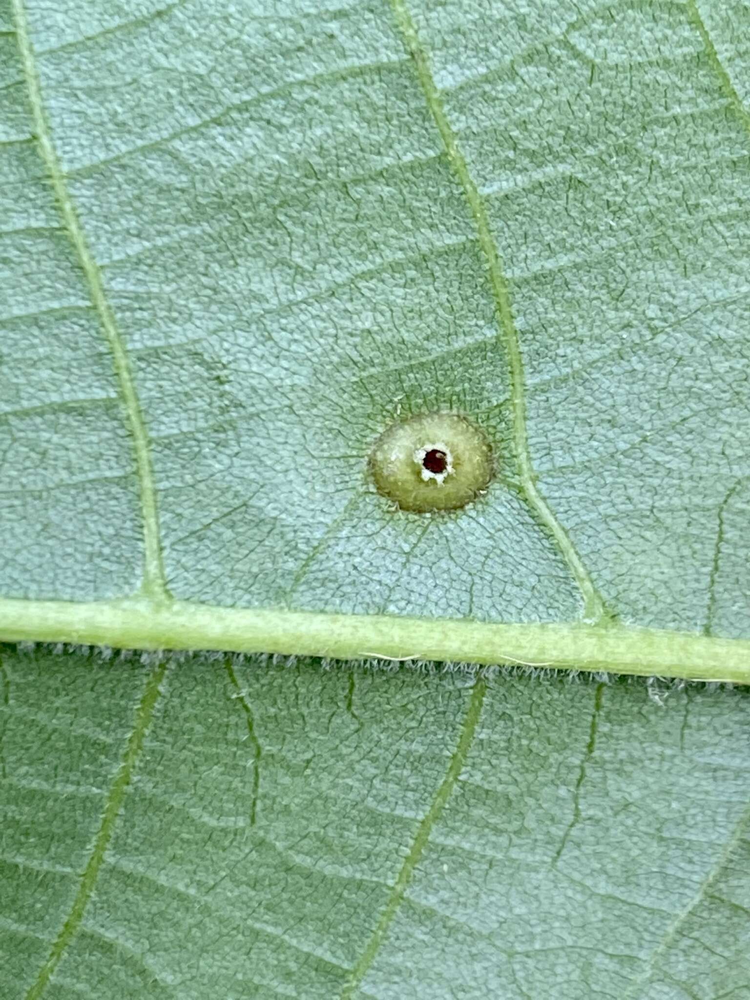 Image of Phylloxera foveola Pergande 1904