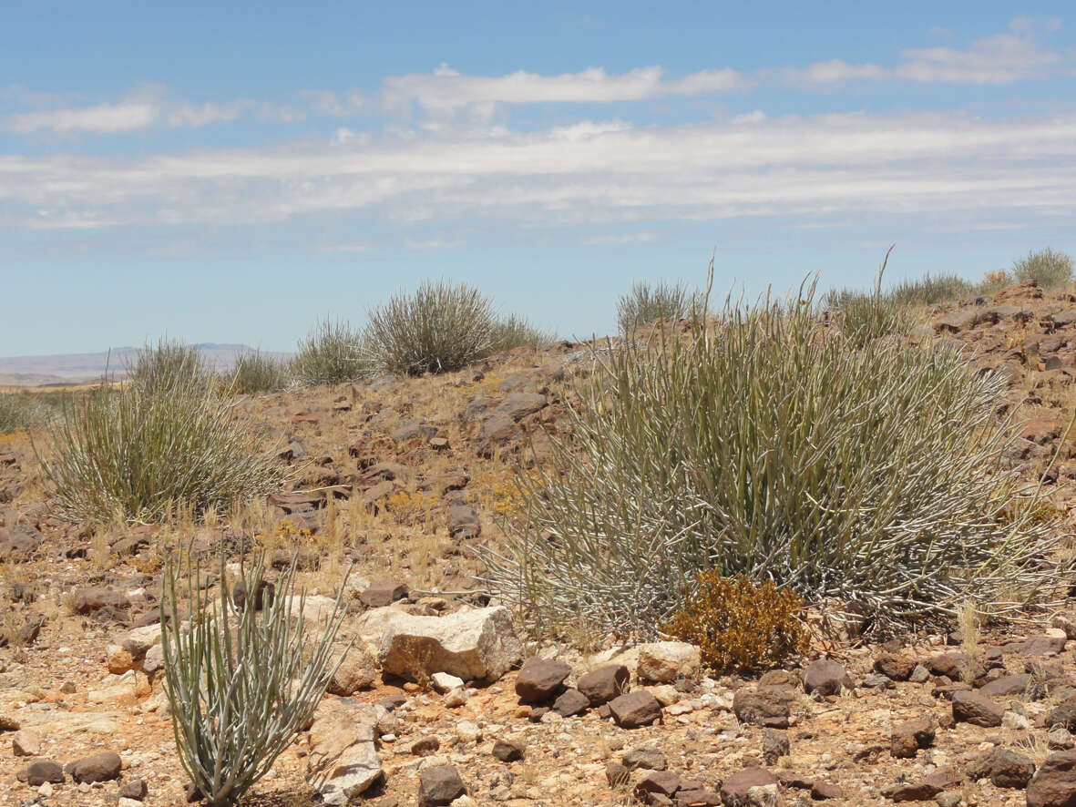 Image of Euphorbia gregaria Marloth