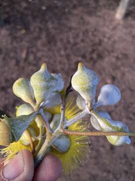 Image of lemon-flower gum