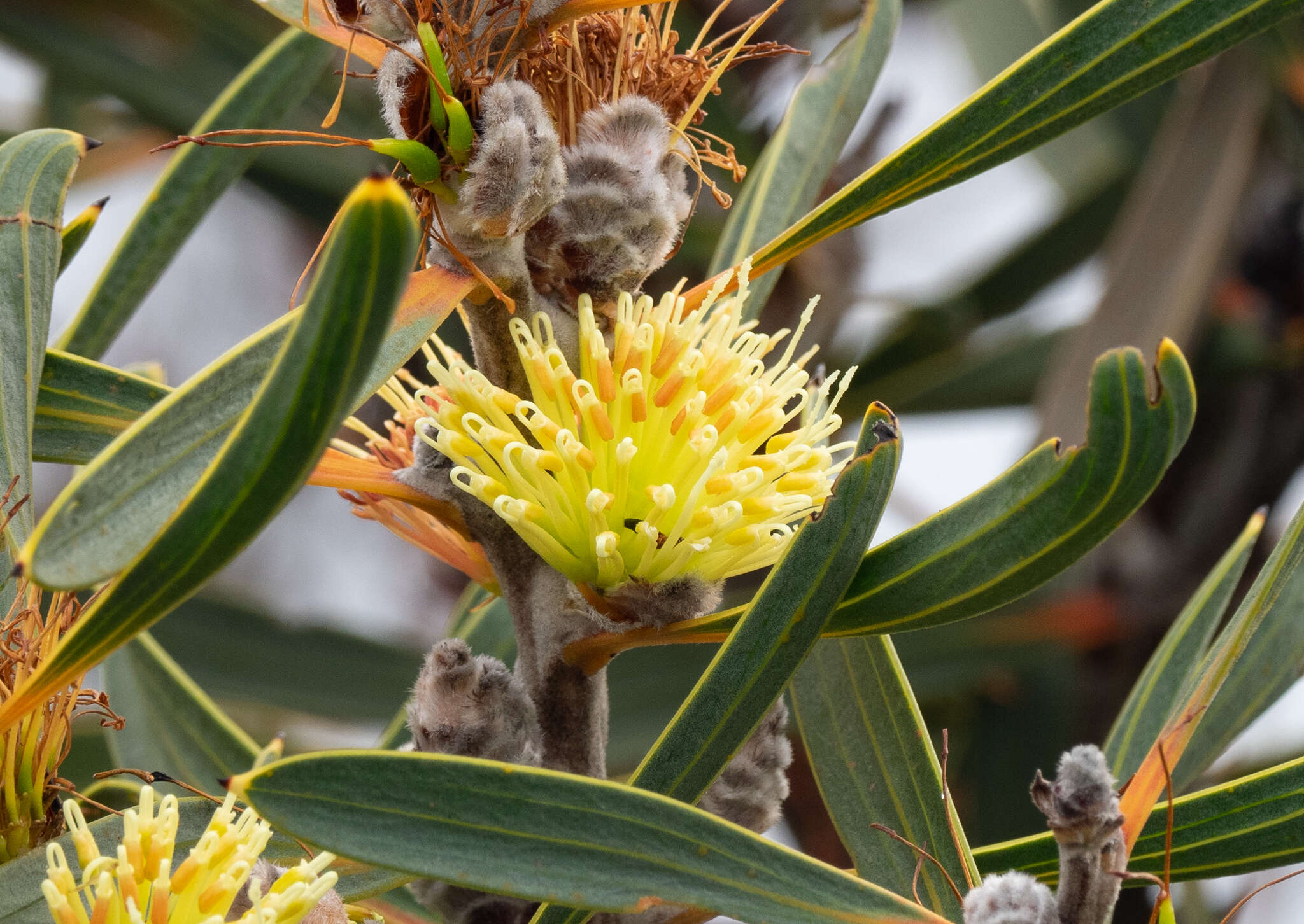 Image of Hakea cinerea R. Br.