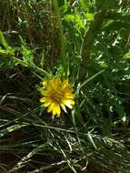 Image of Tragopogon pratensis subsp. pratensis