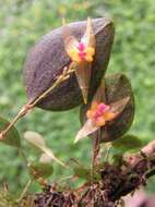 Image of Lepanthes acuminata Schltr.