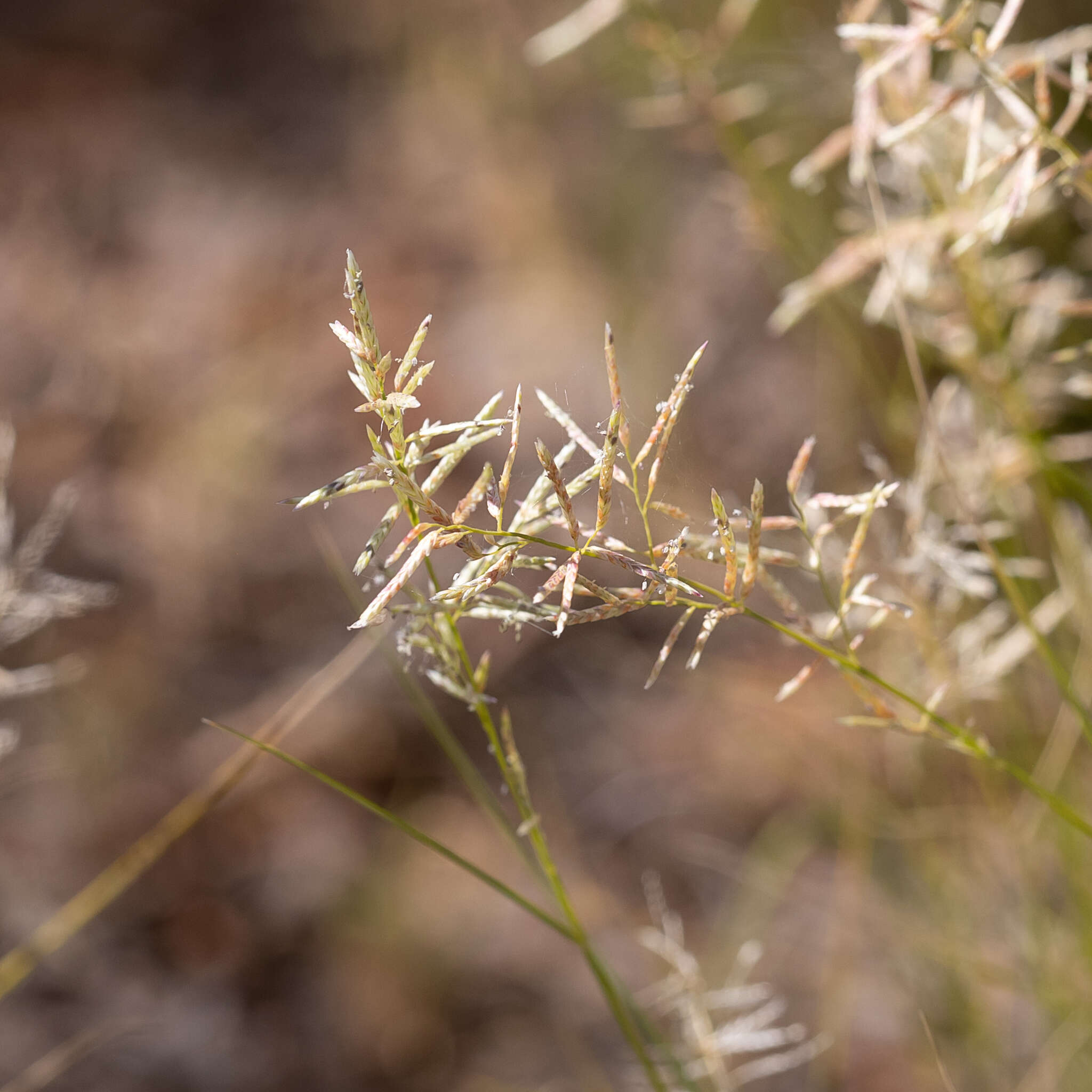 Image of bristleleaf lovegrass