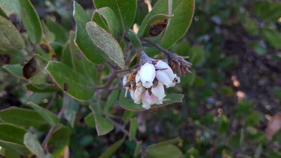 Image of woollyleaf manzanita