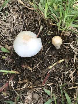 Image of Chlorophyllum hortense (Murrill) Vellinga 2002