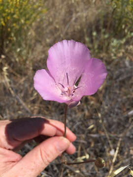 Image of splendid mariposa lily