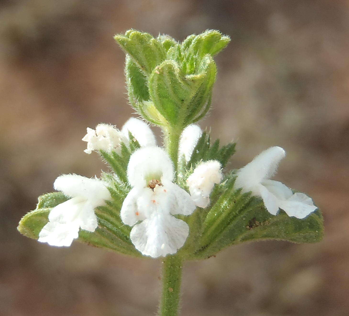 Image of white cat's paw