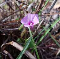 Image of rockland morning-glory