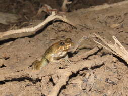 Image de Leptodactylus griseigularis (Henle 1981)