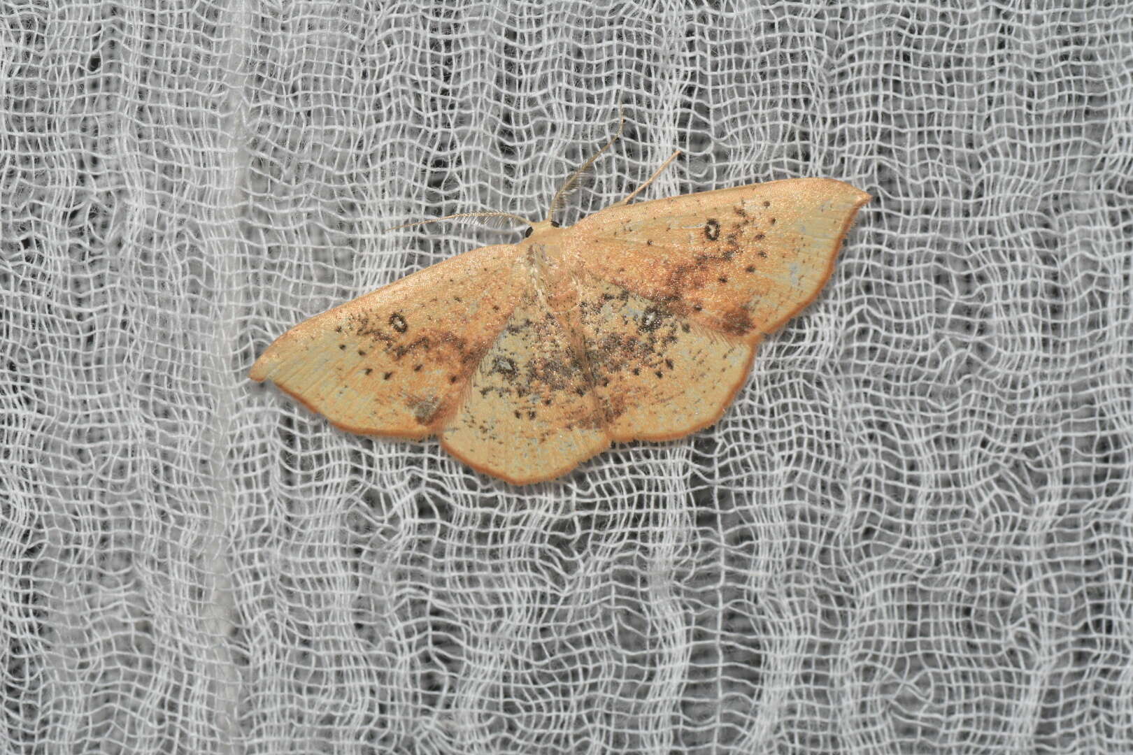 Image of Cyclophora lennigiaria Fuchs 1883