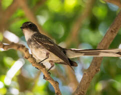 Image de Rhipidura rufiventris isura Gould 1841